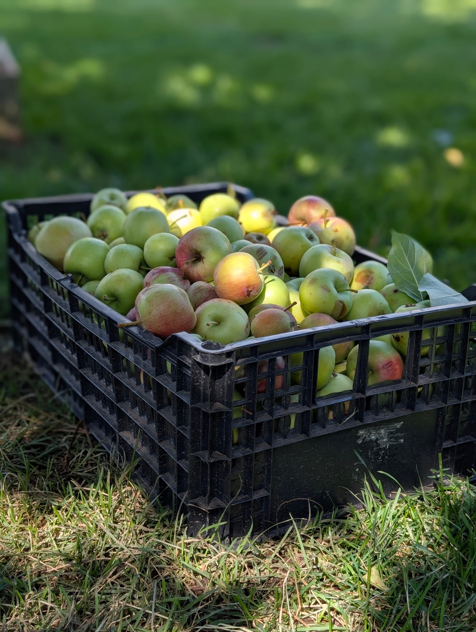 Do you like apples?